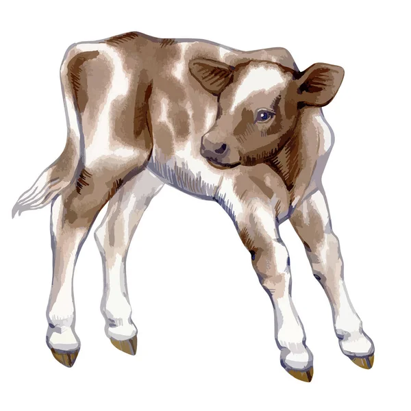 Vector illustration of baby cow. - Stok Vektor