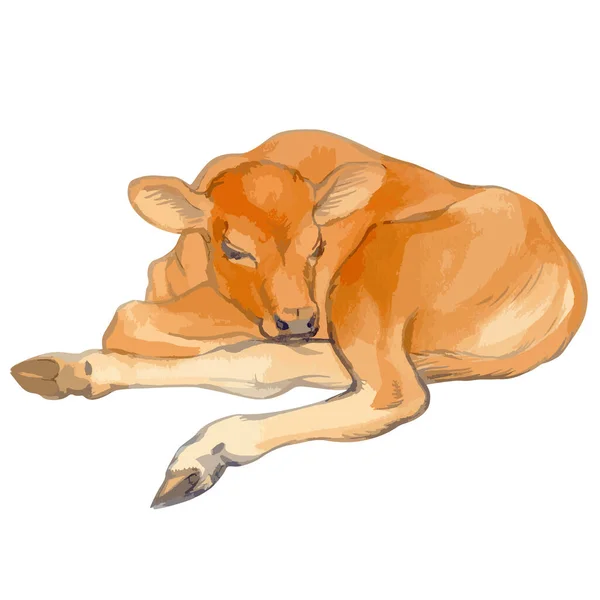 Vector illustration of baby cow. — Vector de stock