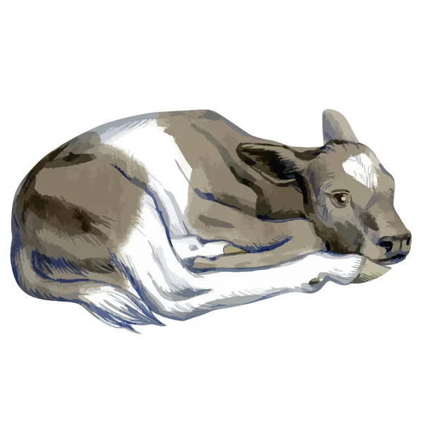 Vector illustration of baby cow. — стоковый вектор