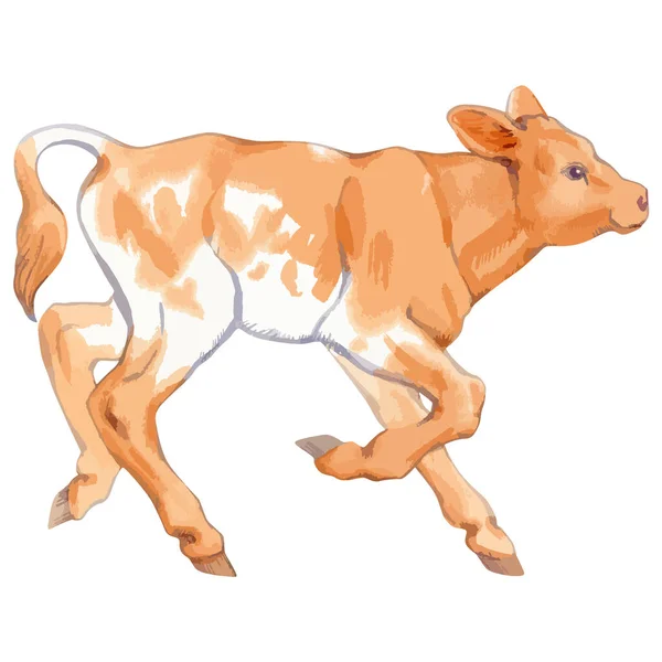 Vector illustration of baby cow. — Archivo Imágenes Vectoriales