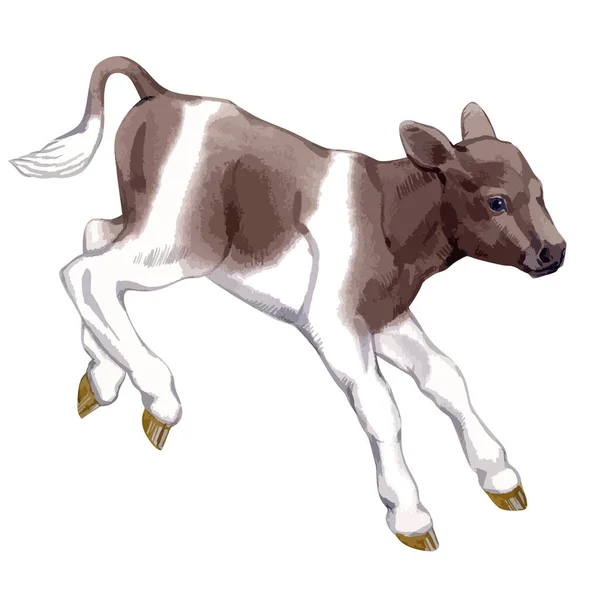 Vector illustration of baby cow. — стоковый вектор