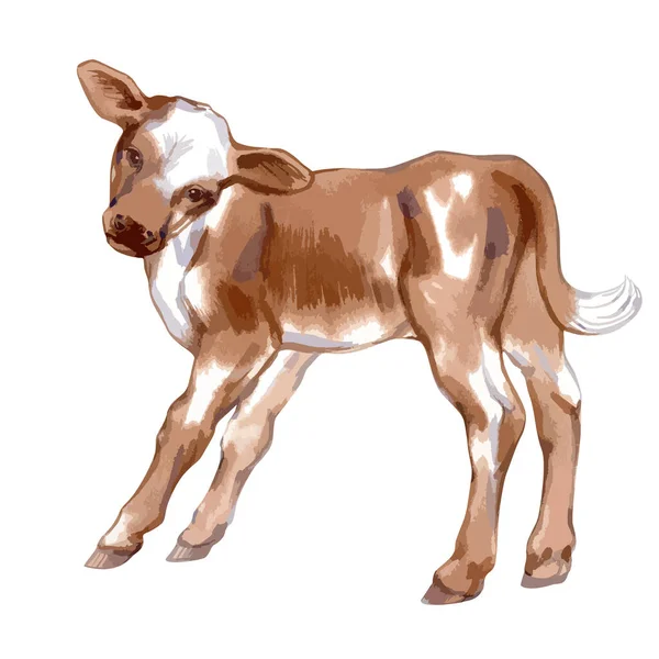 Vector illustration of baby cow. — Vettoriale Stock