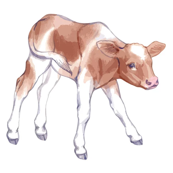 Vector illustration of baby cow. - Stok Vektor