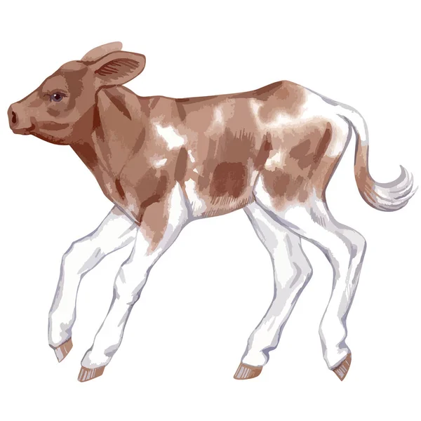 Vector illustration of baby cow. — Vettoriale Stock