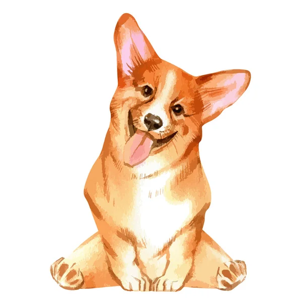 Vector illustration of walking pembroke welsh corgi dog — Stok Vektör