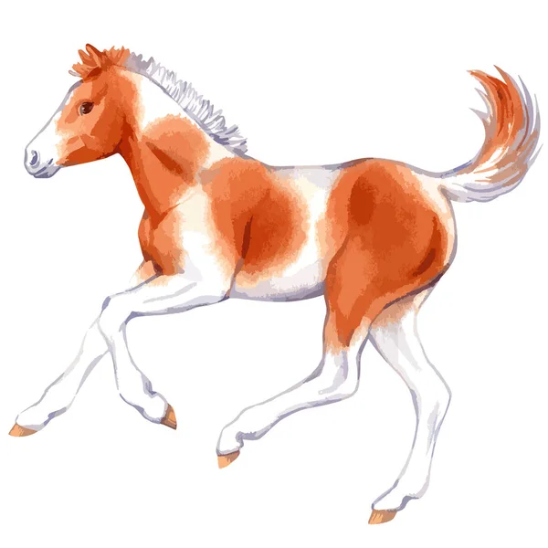 Vector watercolor illustration of running baby horse. — Image vectorielle