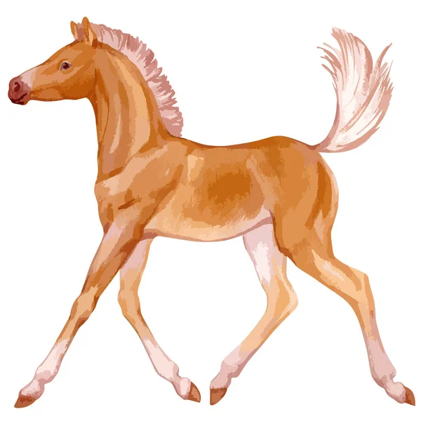 Vector watercolor illustration of running baby horse. — Vector de stock