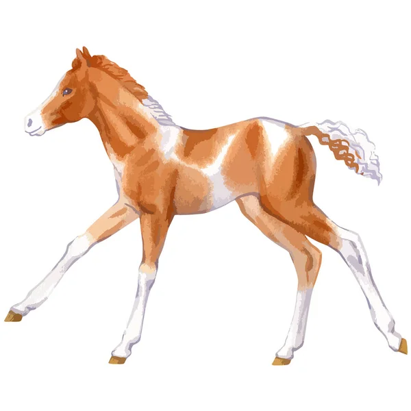 Vector watercolor illustration of running baby horse. — Vettoriale Stock