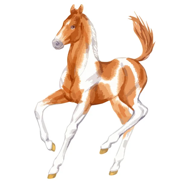 Vector watercolor illustration of running baby horse. —  Vetores de Stock