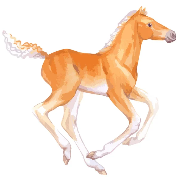 Vector watercolor illustration of running baby horse. —  Vetores de Stock