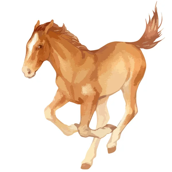 Vector watercolor illustration of running baby horse. — Vector de stock