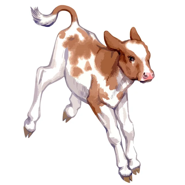 Vector illustration of baby cow. — Stock Vector