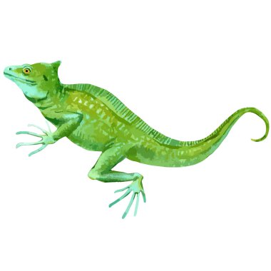 Sekiz, on bir, beş, dört, dokuz, bir, yedi, altı, on, üç, on iki,