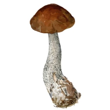 Mantarın suluboya portresinin vektör çizimi