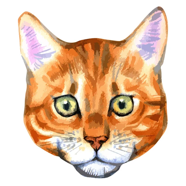 Ilustración vectorial del retrato de acuarela del gato de bengala — Vector de stock