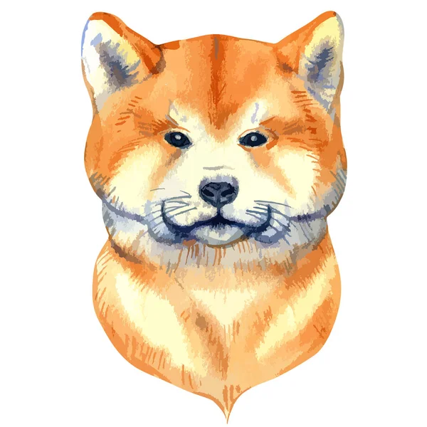 Ilustração vetorial de aquarela retrato de shiba inu cão — Vetor de Stock