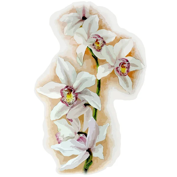 Aquarell-Vektorillustration der weißen Cymbidium-Orchideenblume — Stockvektor