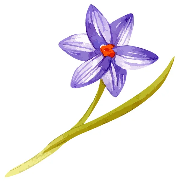 크로커스 꽃의 워터 컬러 벡터 삽화 — 스톡 벡터
