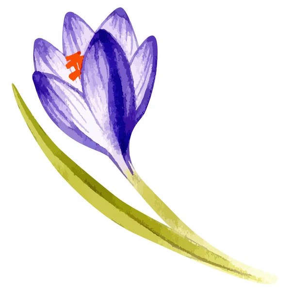クロッカスの花の水彩ベクトルイラスト — ストックベクタ