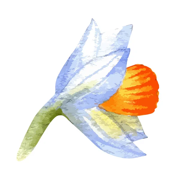 水彩ベクトル図のナルシス花 — ストックベクタ