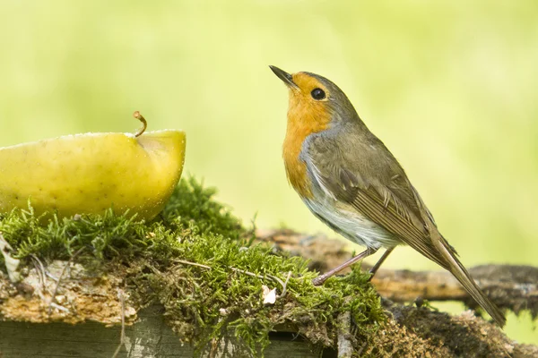 Robin — Stock Photo, Image