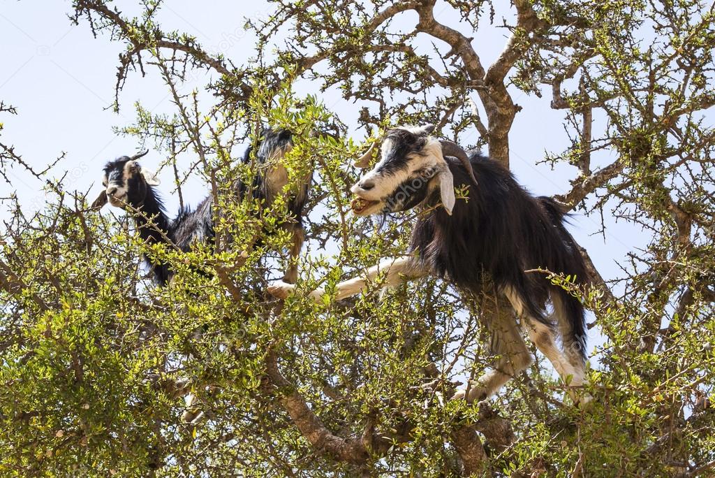 Goats in the argan tree