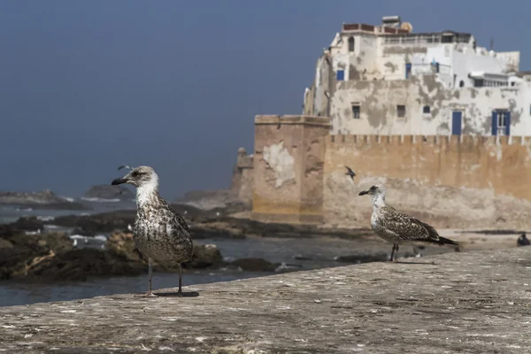 Mura di Essaouira — Foto Stock