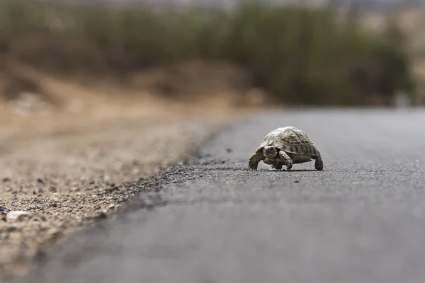 Želva žlutohnědá (testudo graeca) — Stock fotografie