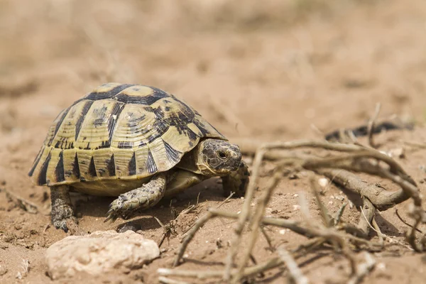 Tartaruga-de-coxa-roscada (testudo graeca ) — Fotografia de Stock