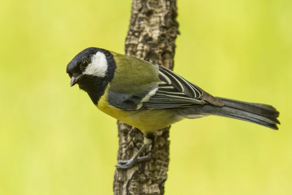 Great tit — Stock Photo, Image