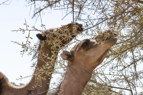 Dromedarios africanos — Foto de Stock