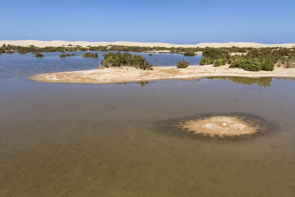 Estuário — Fotografia de Stock