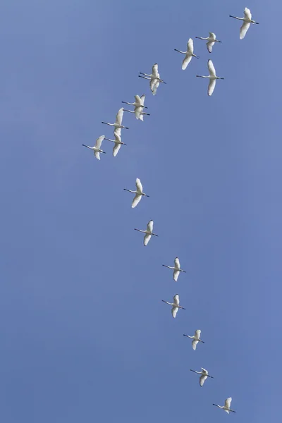 Aves em migração — Fotografia de Stock