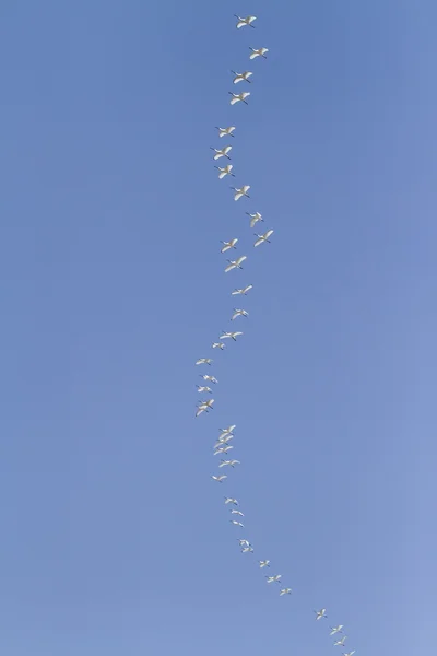 Aves em migração — Fotografia de Stock