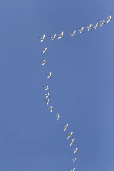 Spoonbills in migration — Stock Photo, Image
