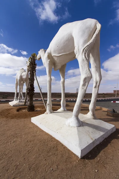 Camellos —  Fotos de Stock