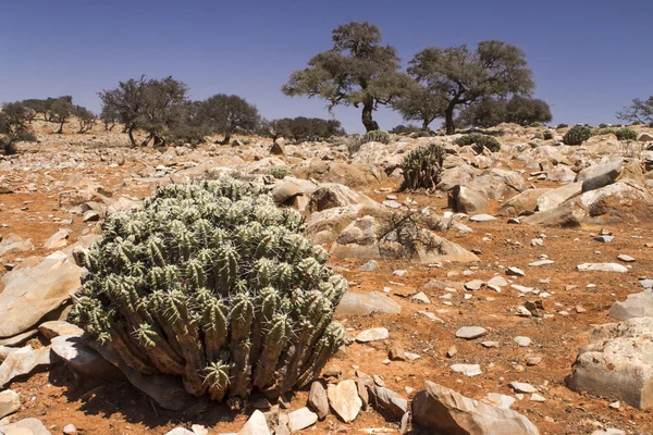 Desert — Stock Photo, Image