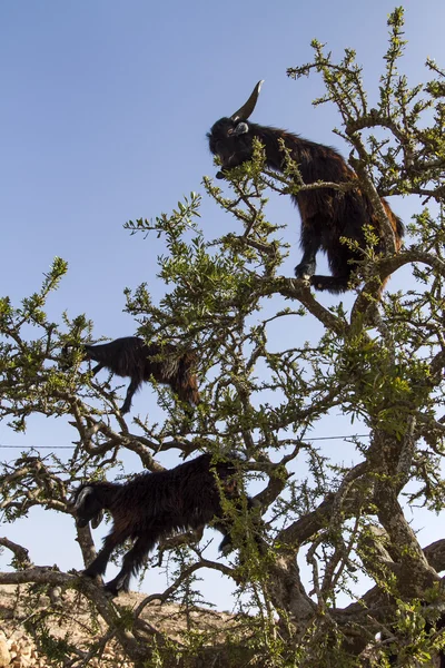 Goats — Stock Photo, Image