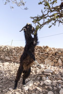 Feeding goats clipart