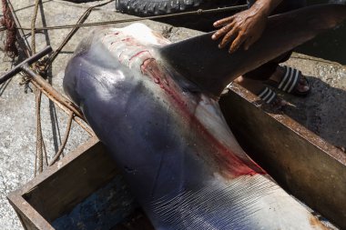 köpekbalığı balıkçı