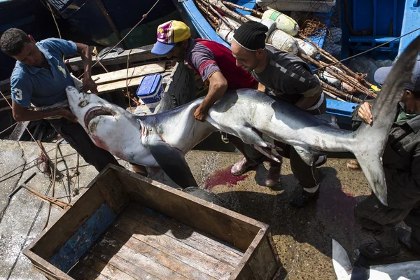 Pescador de tubarões — Fotografia de Stock
