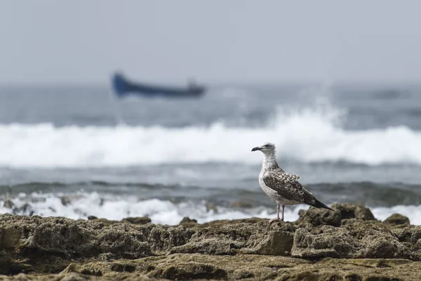 Sea birds — Stock Photo, Image