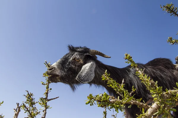 Geiten — Stockfoto