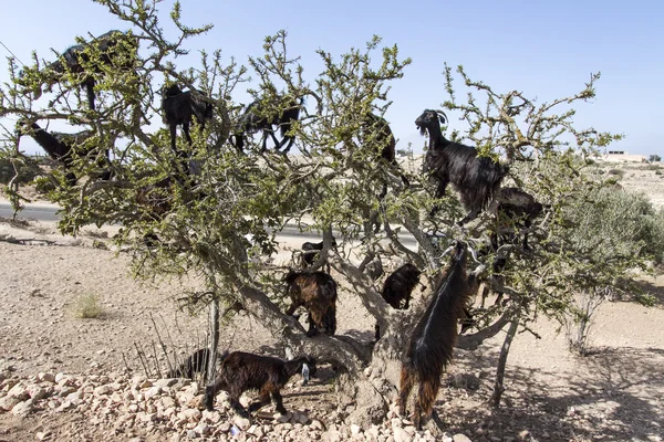 Goats — Stock Photo, Image