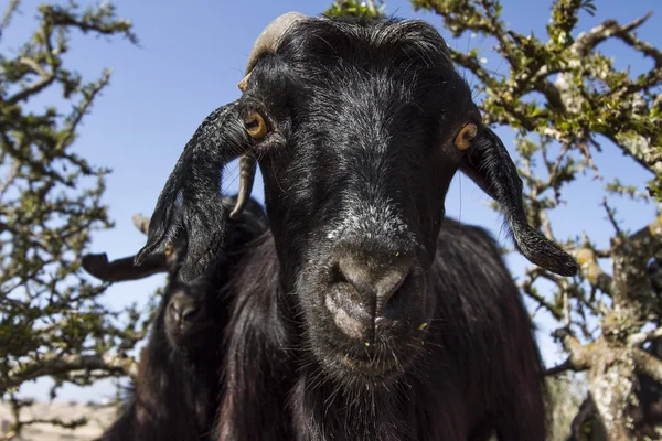 Goats — Stock Photo, Image