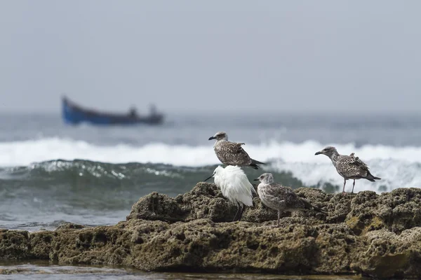 Sea birds — Stock Photo, Image