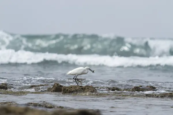 Aves marinas — Foto de Stock