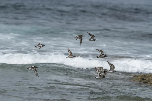 Ptaki morskie — Zdjęcie stockowe