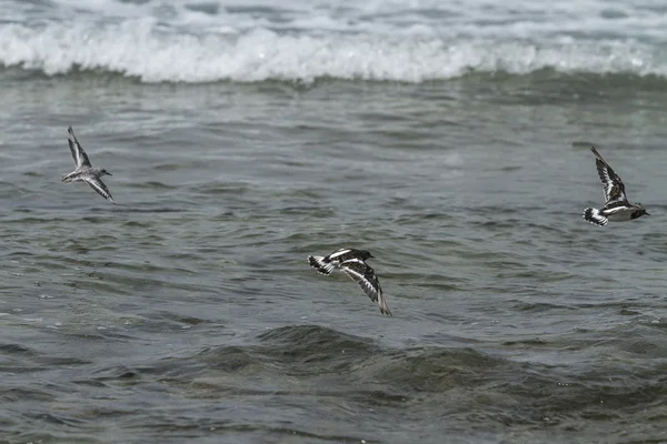 Sea birds — Stock Photo, Image