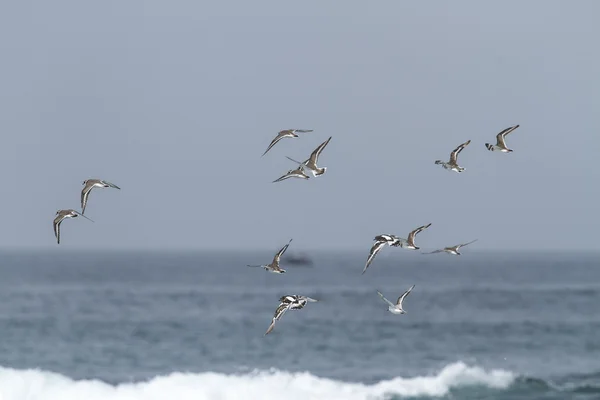 Sea birds — Stock Photo, Image